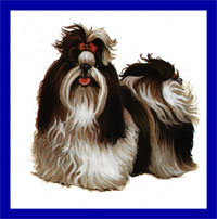 a well breed Shih Tzu dog